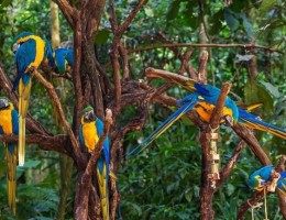 PARQUE DE LAS AVES