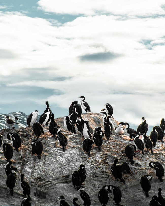 NAVEGACION PING�INERA CANAL BEAGLE