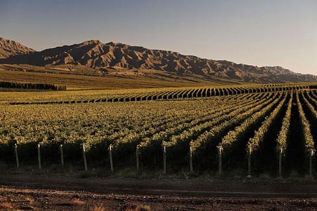 RUTA DEL VINO SUR