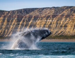 AVISTAJE DE BALLENAS EN PUERTO PIRAMIDES